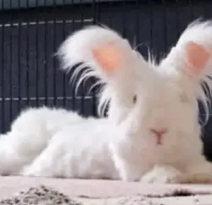 Le lapin nommé Moumoute