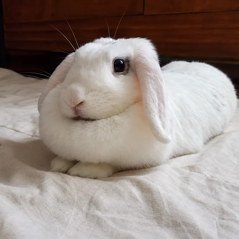 Lapine blanche nommée Blanka