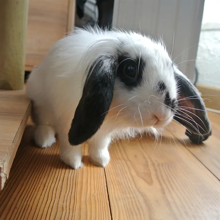 Lapine noire et blanche