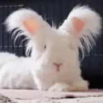 Moumoute un lapin grand aux longues oreilles